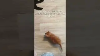 брошенные котики тоже имеют право на счастливую жизнь #cat #котики #кот #любовь #добро