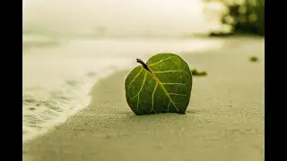 full sưu tập thiên nhiên