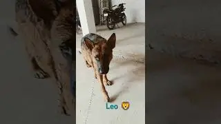 Pure German shepherd Leo 🦁|| #shorts #shortsfeed #dogs #germanshepherd