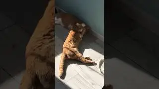 Что увидел Оскар? Ваши варианты – в комментарии💓 #котовлог #catshorts #catlover #funnycats #kitten