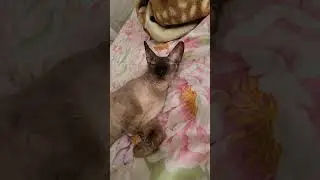 Лысый кот 