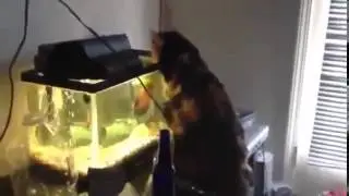Рыба напала на кота! умора!