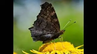 Schmetterlinge