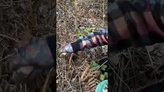 Наверно, целовать найденный гриб у грибника на подсознании🤣 