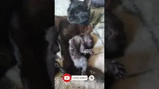 Сладкий сон