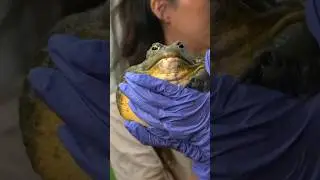 She thought he looked like Jar Jar Binks 😭🐸 #short #frog #itmejp #collab #jabbathehutt #alveus