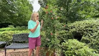 Hummingbirds love honeysuckle