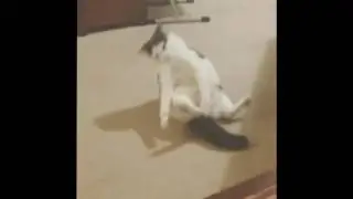 Breakdancing Cat FUNNY CATS