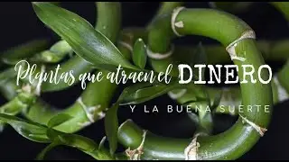 Plantas que atraen el dinero
