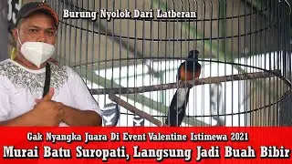 Valentine Istimewa 2021- Murai Batu Suropati Burung Nyolok Dari Latberan Gak Nyangka Jadi Juara