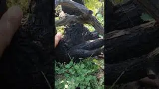 4tr bao e cẩm thị full tàn rin hàng sưu tầm LH 0366169369 zalo