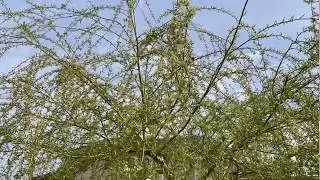 Розы готовы к посадке! Смотрим!