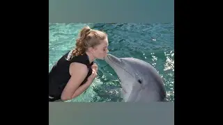 Дельфины. Всё о млекопитающих.