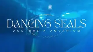 Dancing Seals