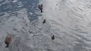 Утята