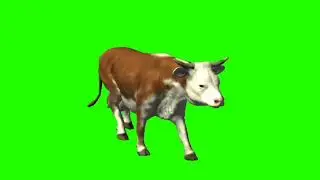 Cow 3