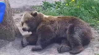 Отдыхает у дерева где колесо и канистра 2