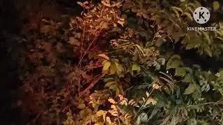 Jajan p$k Di pinggir jalan Sama pacar teman