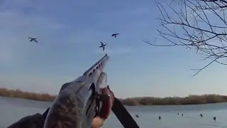 Охота на утку! Приехали на один день и не пожалели!