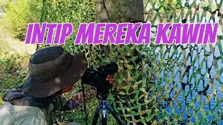 MUSIM KAWIN BURUNG RAJA UDANG BIRU KECIL~ WP VLOG #1