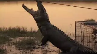 Outback Wrangler - Caging the Croc