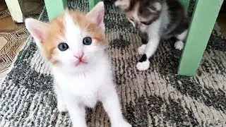 КОТИКИ 2020 / БЕЗ ПАМПЕРСОВ НЕ СМОТРЕТЬ😂 Позитив от котят 