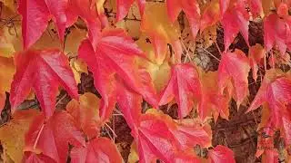 Parthenocissus tricuspidata loubinec trojlaločný
