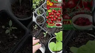 Раз уж мы вчера заговорили о даче))) 