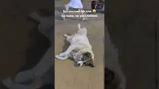 Грузины очень любят собак!🥰 Их тут никто не обижает, они свободно гуляют по улицам городов!