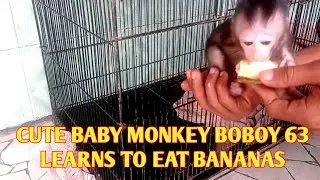 Cute baby monkey BOBOY 63 learns to eat bananas
