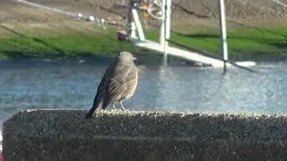 ヒヨドリ「鵯」