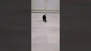 Афине скоро месяц 