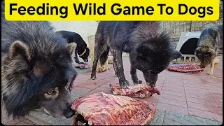 Dog Pack Eating Deer Carcasses - Feeding Wild Game to Dogs 