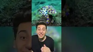 Animals you should not touch