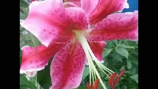 Последние дни уходящего лета 🌺🌿