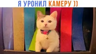 ИЗВИНИТЕ, ЭФИРА НЕ БУДЕТ ))) | Приколы с котами | Мемозг 1414