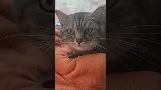 Vikos the cat is sick and coughing 🥺