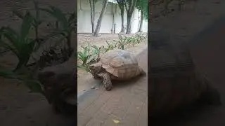 how tortoise walk