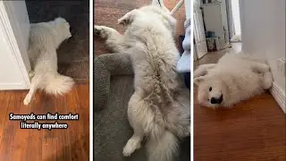 Weird things about samoyeds