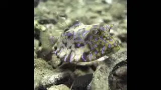 Untitled video