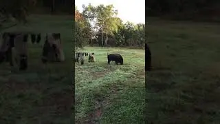 Охота на кабана.Наглый кабан