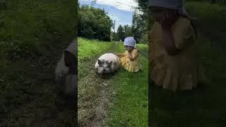 Глажу уставшую свинку #ЯжеВика