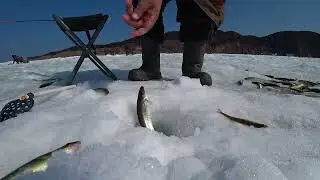 Great bite all day! Fishing for dentex at the end of March.