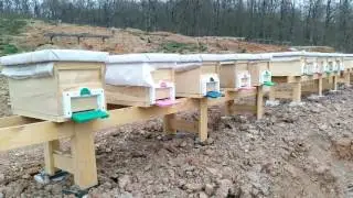 How To Divide a Bee - 2