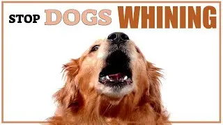 Sound To Stop Dog Whining