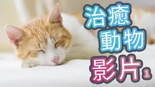 Cute Animal #1001