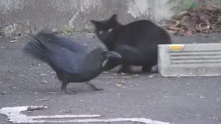 クロネコとカラス