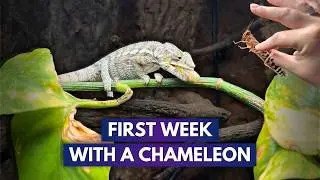 Handfeeding, Taming & Buying 100 Bugs | First Week With A Panther Chameleon