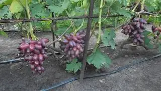 Виноград Барин