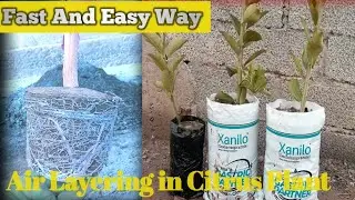 |How to Air Layering | in Citrus Plant ||Using Plastic Pots || Amazing Fast Propagate Roots||